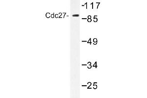 Image no. 1 for anti-Cell Division Cycle 27 Homolog (S. Cerevisiae) (CDC27) antibody (ABIN272279) (CDC27 antibody)