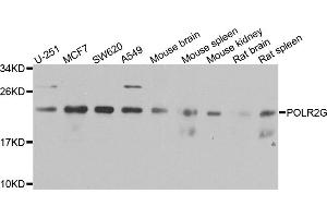 Western blot analysis of extracts of various cell lines, using POLR2G antibody (ABIN5974730) at 1/1000 dilution. (POLR2G antibody)