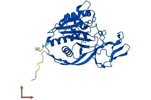 AlphaFold protein structure predicition of Mouse Recombinant Acy3 Protein, UniprotID Q91XE4 (Aminoacylase 3 Protein (ACY3) (AA 1-318) (His tag))
