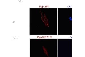 Evaluation of the pig GHR transcript with a 4bp insert in vitro. (Growth Hormone Receptor antibody  (AA 101-200))