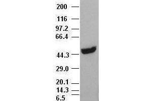 CK18 antibody (1H10) at 1:1000 with HepG2 cell lysate (Cytokeratin 18 antibody  (AA 69-372))