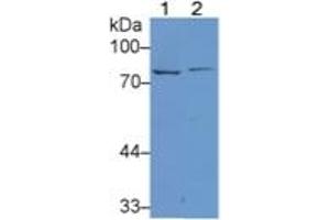 Western Blotting (WB) image for Lactotransferrin (LTF) ELISA Kit (ABIN6574205)