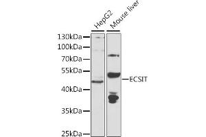 Western blot analysis of extracts of various cell lines, using ECSIT antibody (ABIN6130352, ABIN6139923, ABIN6139924 and ABIN6223767) at 1:1000 dilution. (ECSIT antibody  (AA 50-296))