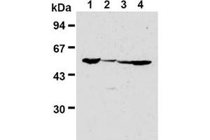 Western Blotting (WB) image for anti-Fizzy/cell Division Cycle 20 Related 1 (FZR1) antibody (ABIN487309) (FZR1 antibody)
