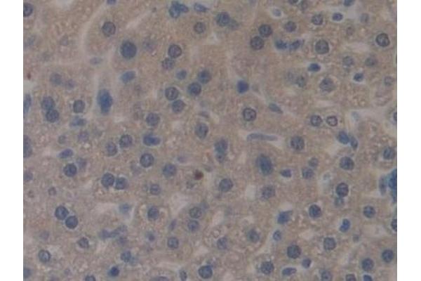 MUC1 antibody  (AA 474-630)