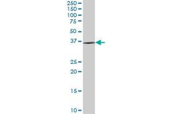 DIMT1 antibody  (AA 1-313)