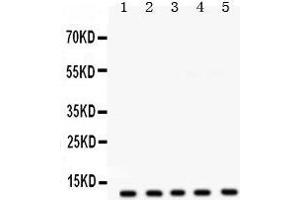 FXYD1 antibody  (AA 21-92)