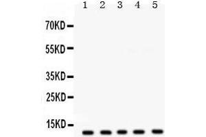 Western Blotting (WB) image for anti-FXYD Domain Containing Ion Transport Regulator 1 (FXYD1) (AA 21-92) antibody (ABIN3043831)