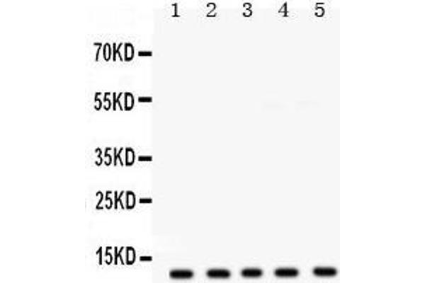 FXYD1 抗体  (AA 21-92)