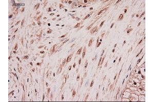 Immunohistochemical staining of paraffin-embedded colon using anti-NTF4 (ABIN2452547) mouse monoclonal antibody.