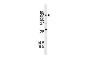 Western Blotting (WB) image for anti-ATG16 Autophagy Related 16-Like 1 (ATG16L1) (AA 161-190) antibody (ABIN388542)