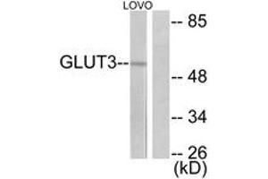 Western blot analysis of extracts from LOVO cells, using GLUT3 Antibody. (SLC2A3 antibody  (AA 447-496))