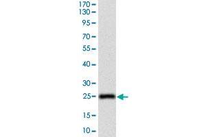Western blot analysis of human NT5E (AA: 30-250) recombinant protein (Expected MW is 26. (CD73 antibody  (AA 30-250))