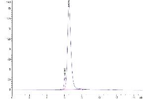 The purity of Human CD73 is greater than 95 % as determined by SEC-HPLC. (CD73 Protein (AA 27-547) (Fc Tag))