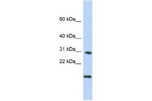 Western Blotting (WB) image for anti-Polymerase (RNA) II (DNA Directed) Polypeptide K, 7.0kDa (POLR2K) antibody (ABIN2459218) (POLR2K antibody)