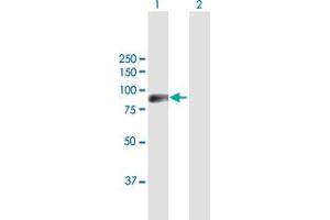 Western Blot analysis of ZNF496 expression in transfected 293T cell line by ZNF496 MaxPab polyclonal antibody. (ZNF496 antibody  (AA 1-587))