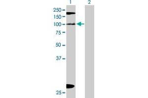 Western Blot analysis of KIAA1967 expression in transfected 293T cell line by KIAA1967 MaxPab polyclonal antibody. (CCAR2 antibody  (AA 1-923))