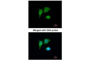 ICC/IF Image Immunofluorescence analysis of paraformaldehyde-fixed A549, using PIG3 , antibody at 1:200 dilution. (TP53I3 antibody)