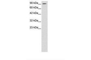 Image no. 3 for anti-AE Binding Protein 1 (AEBP1) (AA 85-134) antibody (ABIN6735788) (AEBP1 antibody  (AA 85-134))