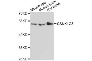Western blot analysis of extracts of various cell lines, using CSNK1G3 antibody (ABIN6290201) at 1:3000 dilution. (CSNK1G3 antibody)