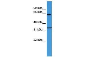 ENOX2 antibody used at 0. (ENOX2 antibody  (N-Term))