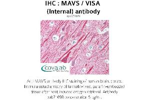 Image no. 1 for anti-Mitochondrial Antiviral Signaling Protein (MAVS) (Internal Region) antibody (ABIN1736795)
