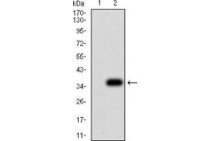 Western Blotting (WB) image for anti-NS1 (AA 1-216) antibody (ABIN5858202) (NS1 (AA 1-216) antibody)