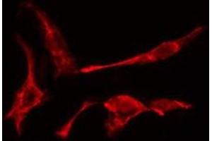 ABIN6275463 staining A549  cells by IF/ICC. (RAB2A antibody  (Internal Region))