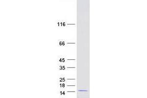 Western Blotting (WB) image for Ubiquitin-Like 5 (UBL5) (Transcript Variant 2) protein (Myc-DYKDDDDK Tag) (ABIN2734905)