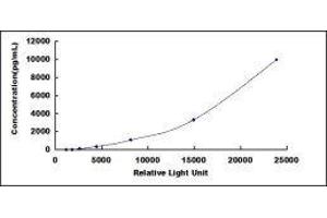 Glycine Dehydrogenase (GLDC) CLIA Kit