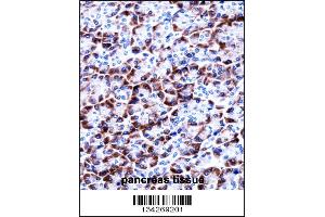 CCDC50 Antibody immunohistochemistry analysis in formalin fixed and paraffin embedded human pancreas tissue followed by peroxidase conjugation of the secondary antibody and DAB staining. (CCDC50 antibody  (AA 86-114))