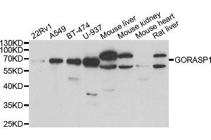 Western blot analysis of extracts of various cell lines, using GORASP1 antibody. (GORASP1 antibody)