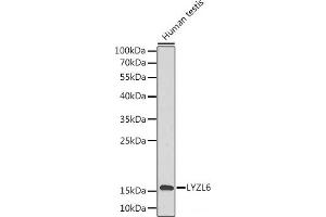 Western blot analysis of extracts of Human testis using LYZL6 Polyclonal Antibody. (LYZL6 antibody)
