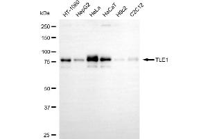 Western blotting analysis using TLE1 antibody (ABIN7800601).