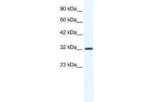 Annexin A1 antibody used at 1. (Annexin a1 antibody  (N-Term))