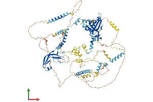 AlphaFold protein structure predicition of Mouse Recombinant Mcm10 Protein, UniprotID Q0VBD2 (MCM10 Protein (AA 1-885) (His tag))