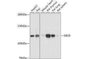 Western blot analysis of extracts of various cell lines, using NEK9 antibody (ABIN7268914) at 1:1000 dilution. (NEK9 antibody  (AA 730-979))
