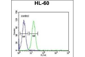 EMX2 Antibody (Center) (ABIN651733 and ABIN2840380) flow cytometric analysis of HL-60 cells (right histogram) compared to a negative control cell (left histogram). (EMX2 antibody  (AA 111-138))