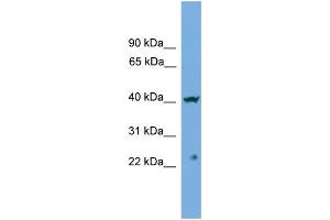 WB Suggested Anti-CENPN  Antibody Titration: 0. (CENPN antibody  (Middle Region))