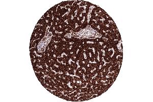 Liver tissue shows a particularly intense cytoplasmic ATP5J staining in hepatocytes