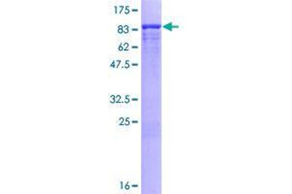 FRS2 Protein (AA 1-512) (GST tag)