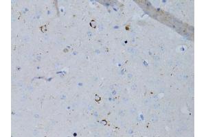 Immunohistochemistry of paraffin-embedded mouse brain using NPY antibody (ABIN5971627) at dilution of 1:75 (40x lens). (NPY antibody)