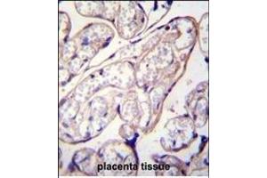 PYCR2 Antibody (Center) (ABIN655797 and ABIN2845226) immunohistochemistry analysis in formalin fixed and paraffin embedded human placenta tissue followed by peroxidase conjugation of the secondary antibody and DAB staining. (PYCR2 antibody  (AA 89-116))