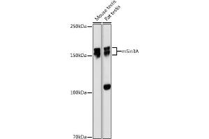 Western blot analysis of extracts of various cell lines, using mSin3A antibody (ABIN7270318) at 1:1000 dilution. (SIN3A antibody)
