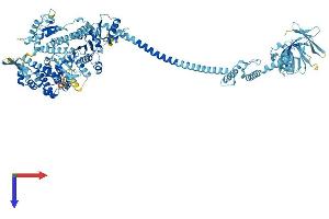 Myosin IH (MYO1H) (AA 1-1032) protein (His tag)