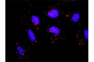 Proximity Ligation Analysis of protein-protein interactions between PRKCD and FYN. (PKC delta antibody  (AA 1-676))