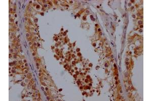 IHC image of ABIN7148184 diluted at 1:200 and staining in paraffin-embedded human testis tissue performed on a Leica BondTM system. (CHCHD5 antibody  (AA 1-110))