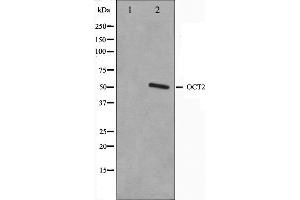 Western blot analysis on COS7 cell lysate using OCT2 Antibody. (Oct-2 antibody)