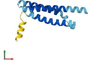 AlphaFold protein structure predicition of Human Recombinant TMEM262 Protein, UniprotID E9PQX1 (rCG48429-Like Protein (LOC100365733) (AA 1-116) (His tag))