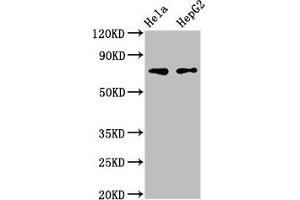 Western Blotting (WB) image for anti-FERM Domain Containing 6 (FRMD6) (AA 413-622) antibody (ABIN7152685)